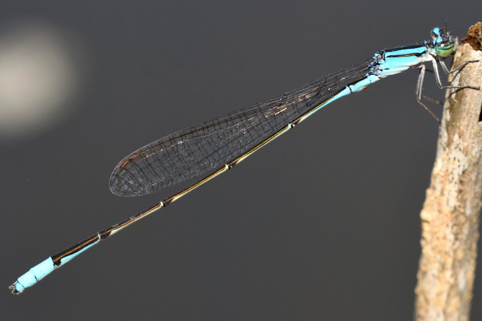 Aciagrion migratum(Mature Male , Japan , 2019.04.21)