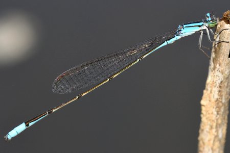 Aciagrion migratum(Mature Male , Japan , 2019.04.21)
