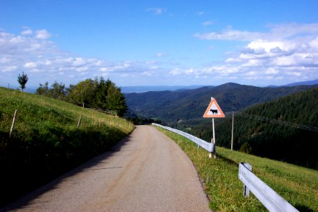 Achtung Kühe