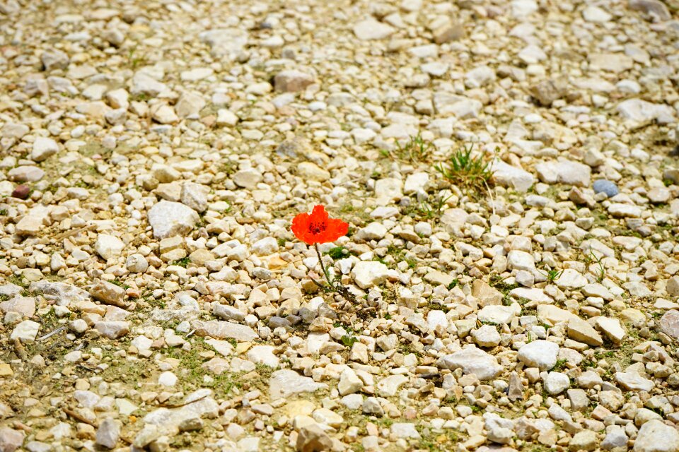 Bloom individually alone