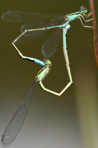 Aciagrion migratum(Copulation , Japan , 2019.07.27)