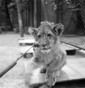 Acht maanden oude leeuwenvierling in dierenpark Wassenaar, Bestanddeelnr 934-7188