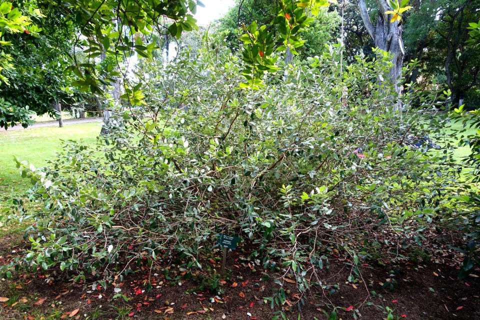 Acca sellowiana - Jardim Botânico Tropical - Lisbon, Portugal - DSC06595