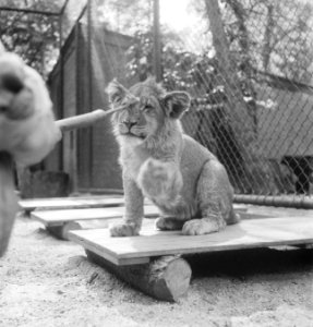 Acht maanden oude leeuwenvierling in dierenpark Wassenaar, Bestanddeelnr 934-7184