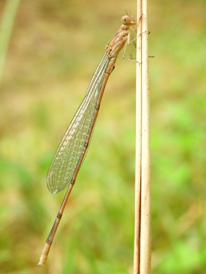 Aciagrion migratum(Male,Japan,2017.09.23)