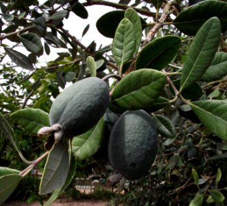 Acca sellowiana 'Triumph'