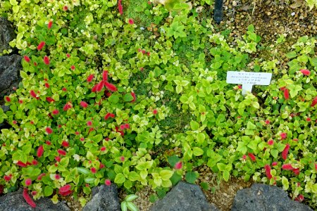 Acalypha chamaedrifolia (Acalypha reptans) - Shinjuku Gyo-en Greenhouse - Tokyo, Japan - DSC05878