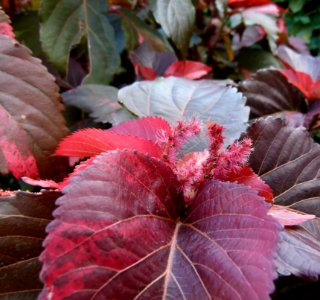 Acalypha wilkesiana Musaïca 1