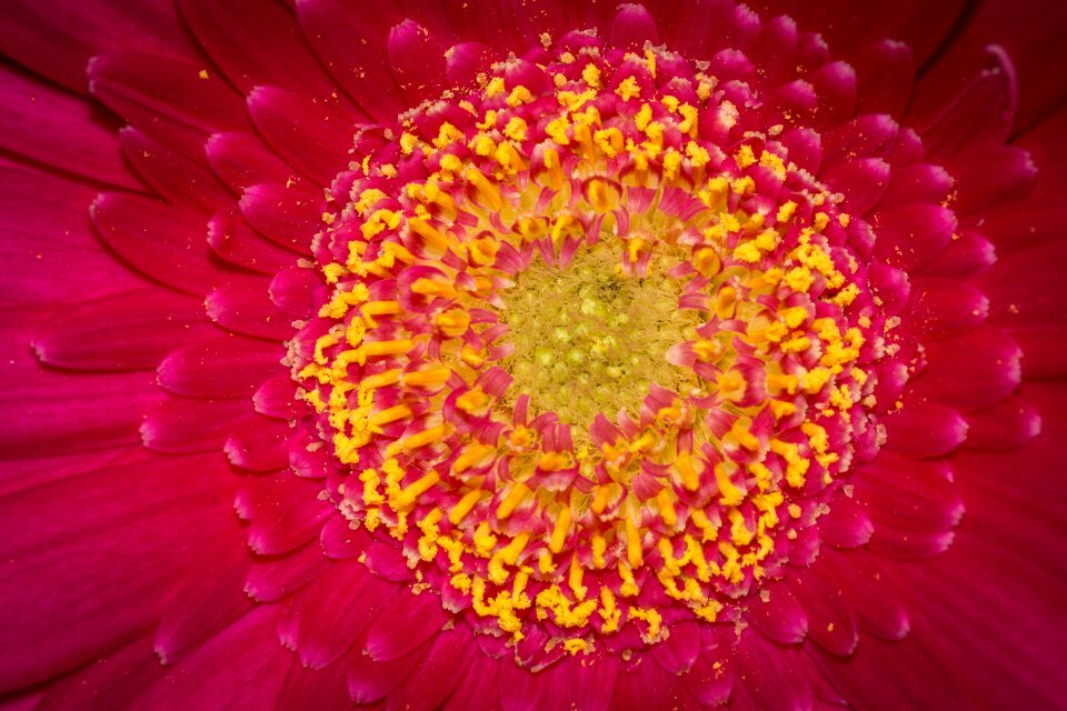 Bloom close up red