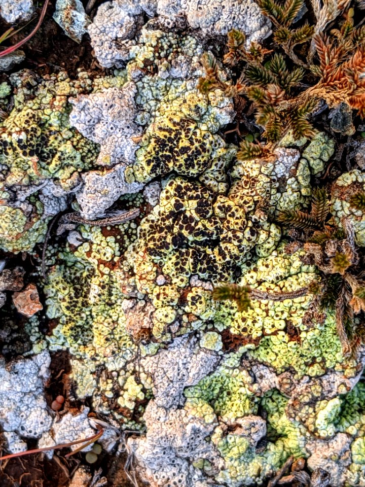 Acarospora schleicheri 59812196