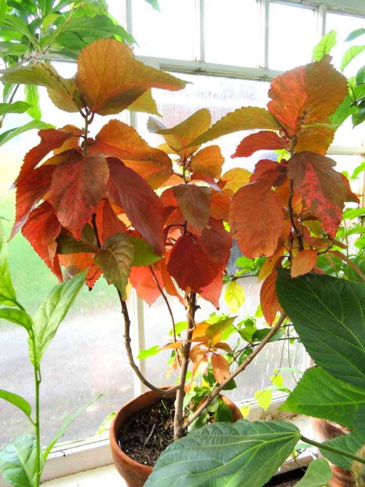 Acalypha wilkesiana - Talcott Greenhouse - Mount Holyoke College - DSC04511