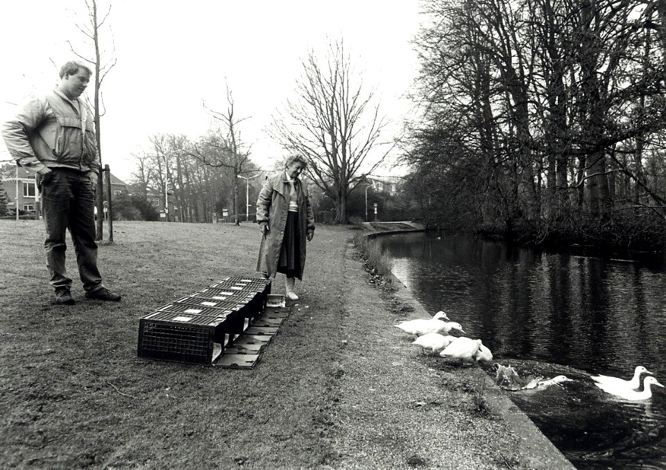 Acht jonge witte eendjes worden uitgezet in de Brouwersvaart. Aangekocht in 1992 van United Photos de Boer bv. - Negatiefnummer 35962 k 10-10a. - Gepubliceerd in het Haarlems Dagblad van 05-03-1992. I