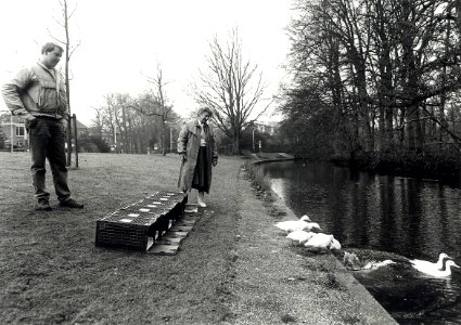 Acht jonge witte eendjes worden uitgezet in de Brouwersvaart. Aangekocht in 1992 van United Photos de Boer bv. - Negatiefnummer 35962 k 10-10a. - Gepubliceerd in het Haarlems Dagblad van 05-03-1992. I