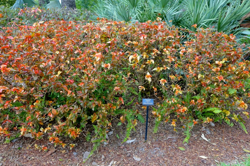 Acalypha wilkesiana 'Rosea' - Mounts Botanical Garden - Palm Beach County, Florida - DSC03743