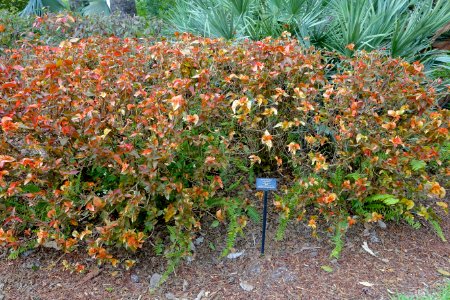 Acalypha wilkesiana 'Rosea' - Mounts Botanical Garden - Palm Beach County, Florida - DSC03743