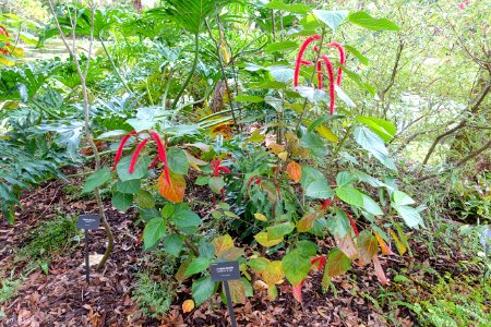 Acalypha hispida - McKee Botanical Garden - Vero Beach, Florida - DSC02974