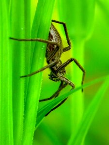 My macro nature