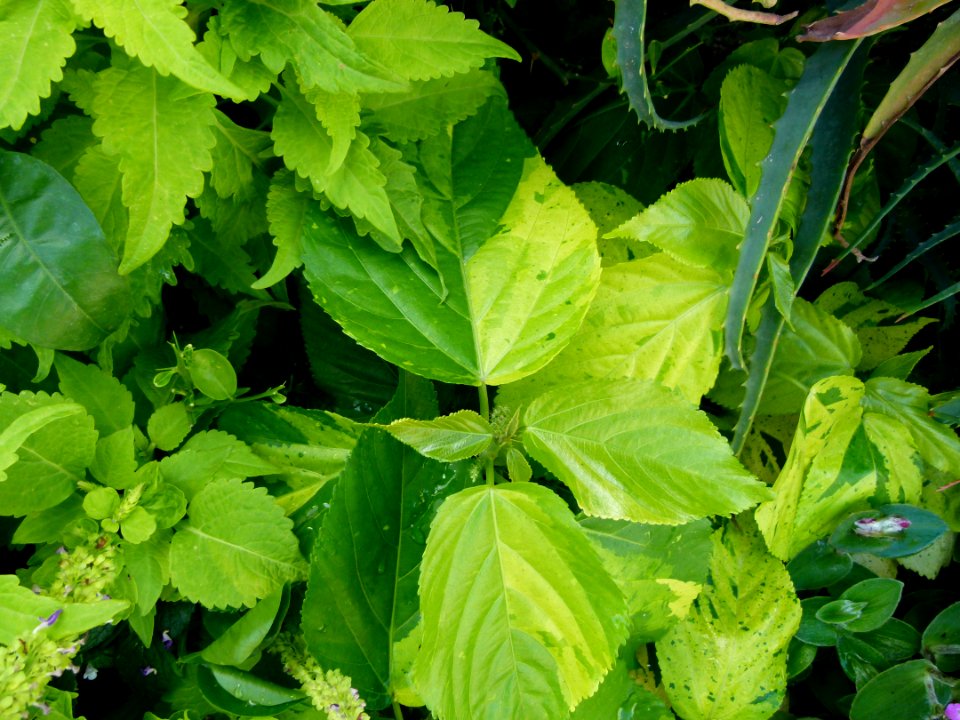 Acalypha wilkesiana serres du Luxembourg