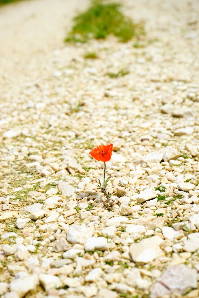 Bloom individually alone