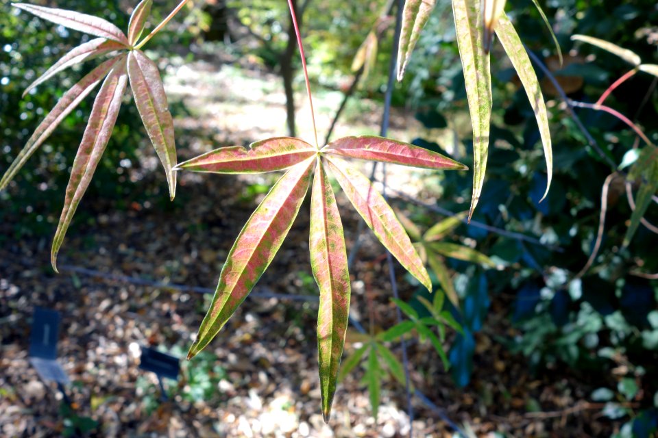 Acer pentaphyllum - Quarryhill Botanical Garden - DSC03218