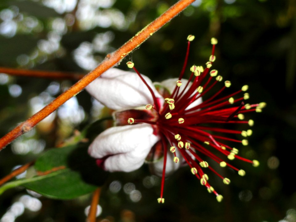 Acca sellowiana - Copenhagen Botanical Garden - DSC08015