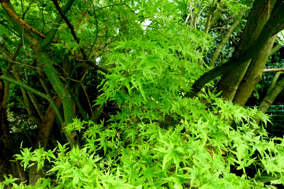 Acer palmatum parc floral