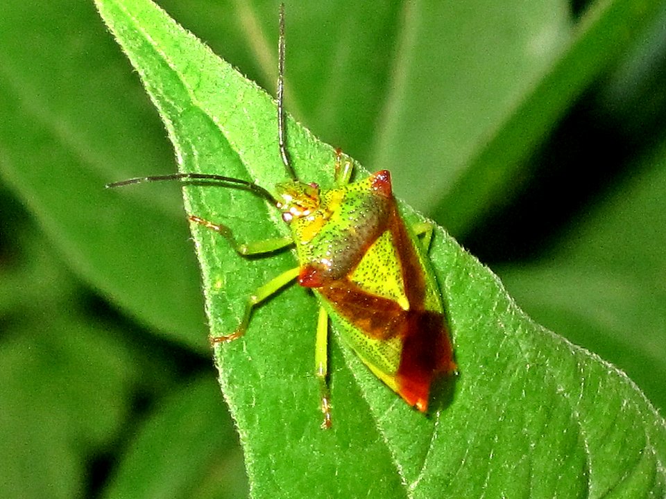 Acanthosoma haemorrhoidale (Hawthorn Shield Bug), Nijmegen, the Netherlands