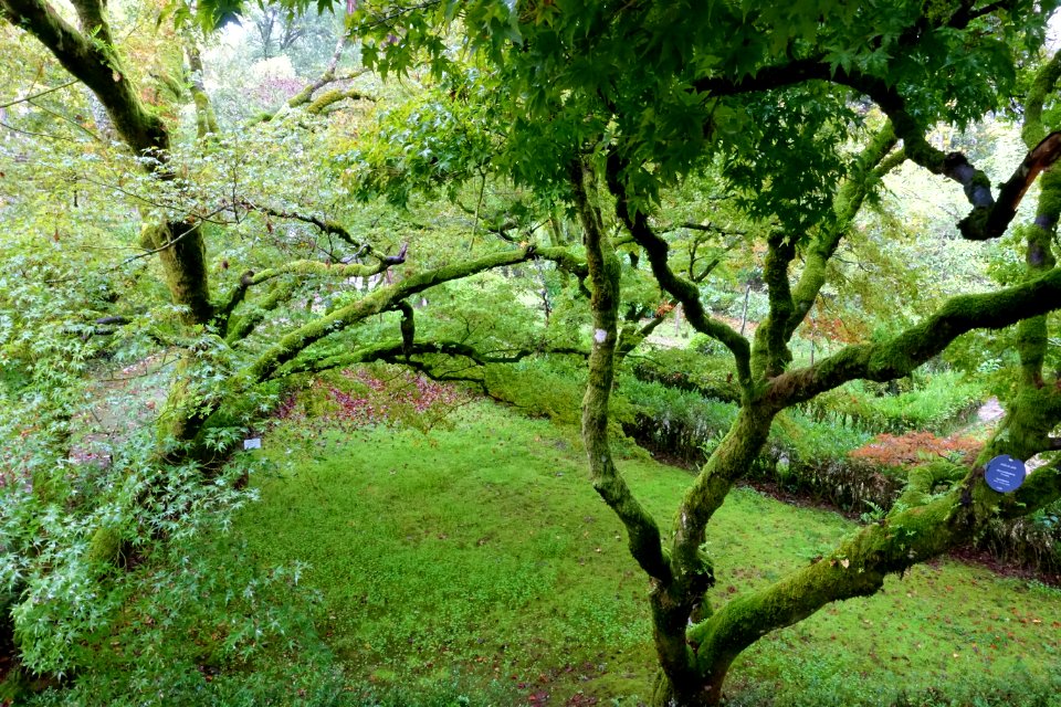 Acer palmatum - Jardim Botânico da Universidade de Coimbra - Coimbra, Portugal - DSC08830
