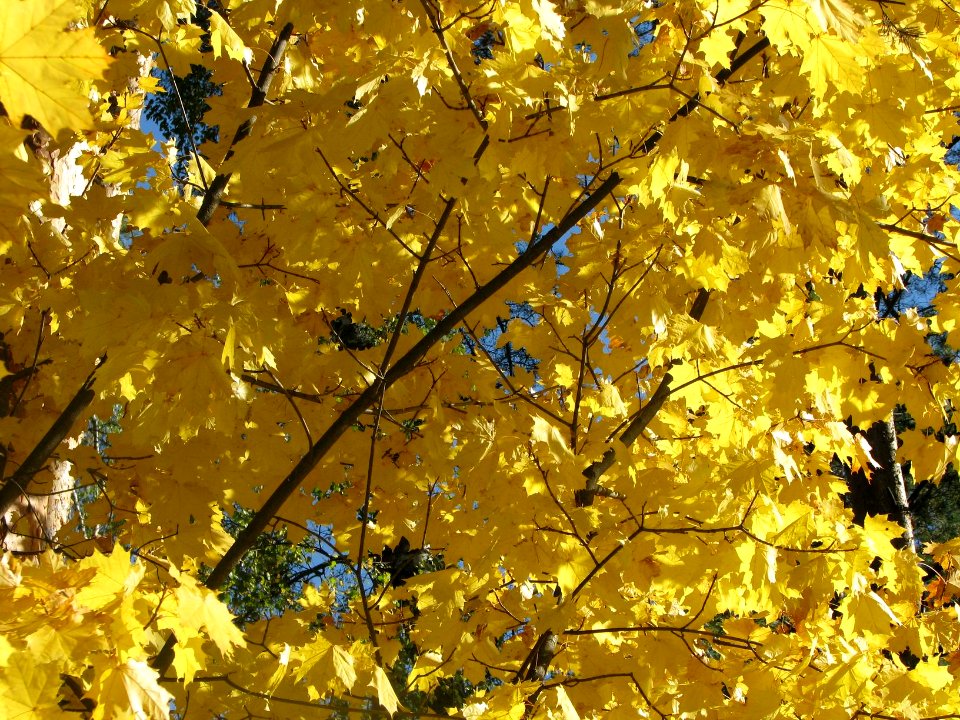Acer platanoides 7127