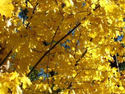 Acer platanoides 7127
