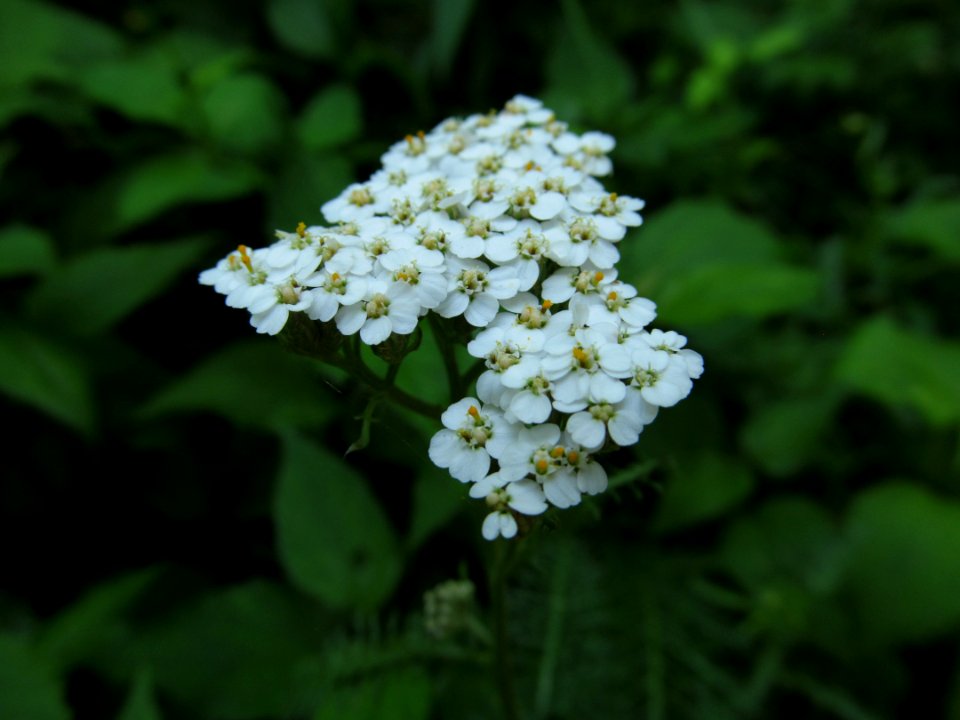 Achillea millefolium. 2021-06-13, Seldom Seen, 02