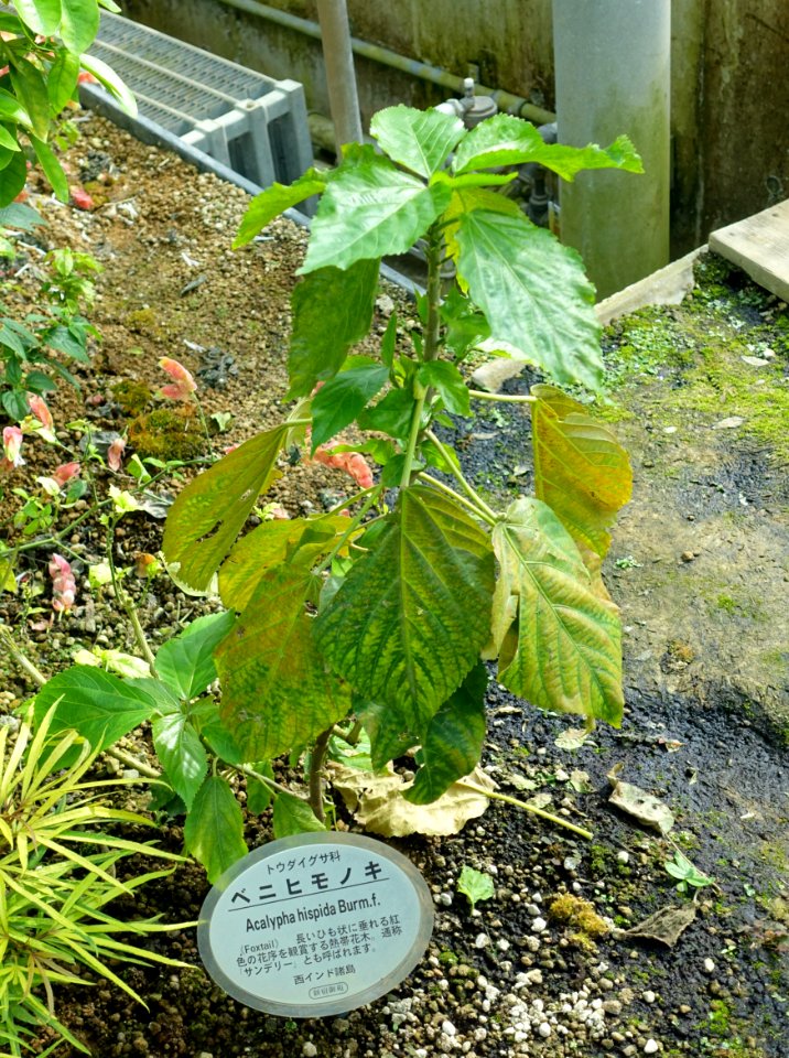 Acalypha hispida - Shinjuku Gyo-en Greenhouse - Tokyo, Japan - DSC05754