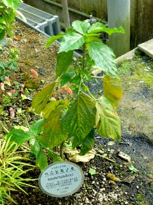 Acalypha hispida - Shinjuku Gyo-en Greenhouse - Tokyo, Japan - DSC05754