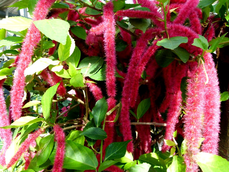 Acalypha hispida serres du Luxembourg