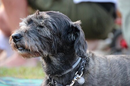 Grey snout hybrid pet