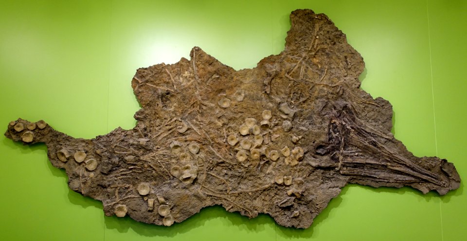 Acamptonectes densus - Naturhistorisches Museum, Braunschweig, Germany - DSC05309
