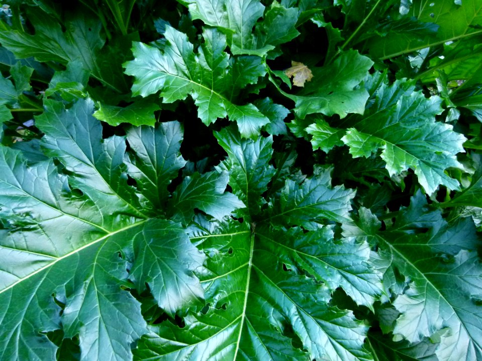 Acanthus mollis au Jardin des Plantes