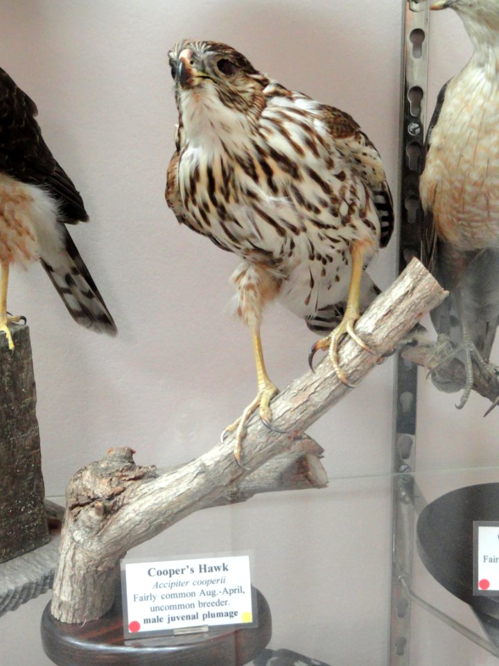 Accipiter cooperii - Pacific Grove Museum of Natural History - DSC06711