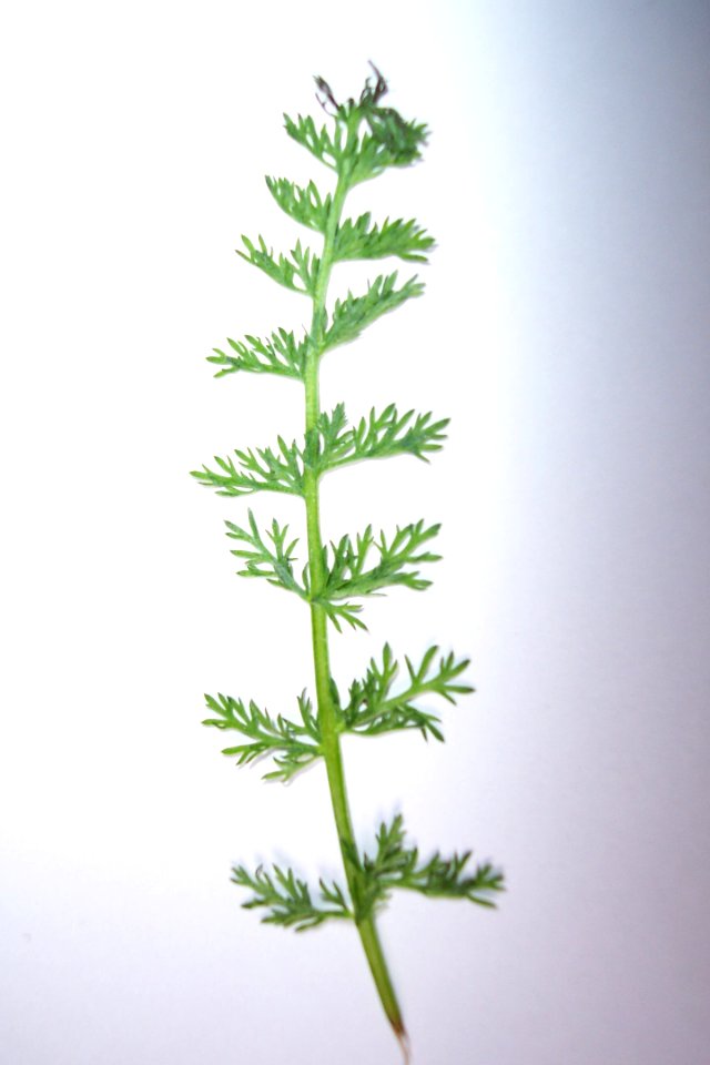Achillée millefeuille(0)a