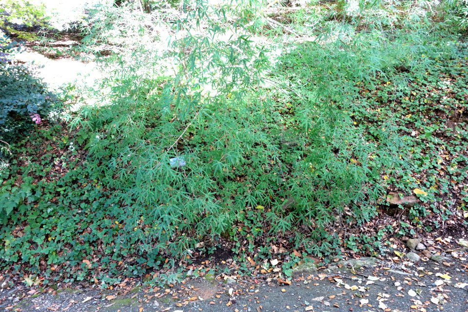 Acer pentaphyllum - Quarryhill Botanical Garden - DSC03222