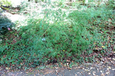 Acer pentaphyllum - Quarryhill Botanical Garden - DSC03222