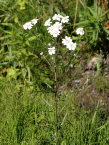 Achillea ptarmica Oulu, Finland 25.07.2013
