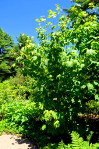 Acer pensylvanicum - Asticou Azalea Garden - Northeast Harbor, Maine - DSC03564