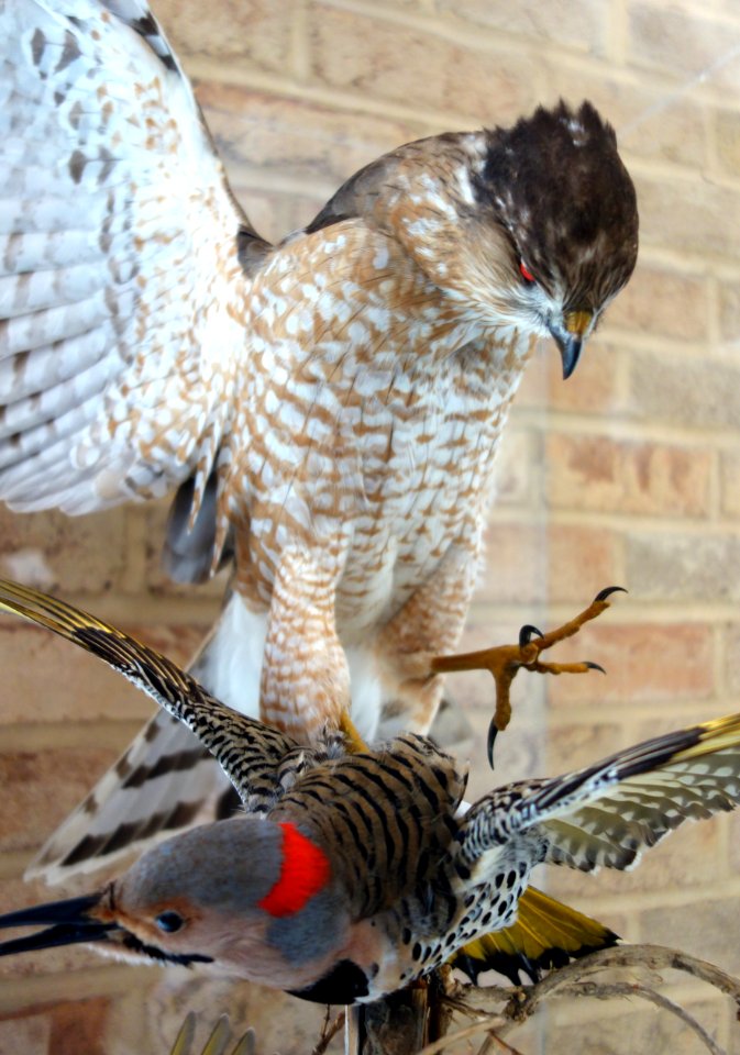 Accipiter cooperii, mature - Fernbank Museum of Natural History - DSC00137