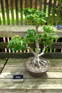 Acer palmatum bonsai - Dawes Arboretum - DSC02980
