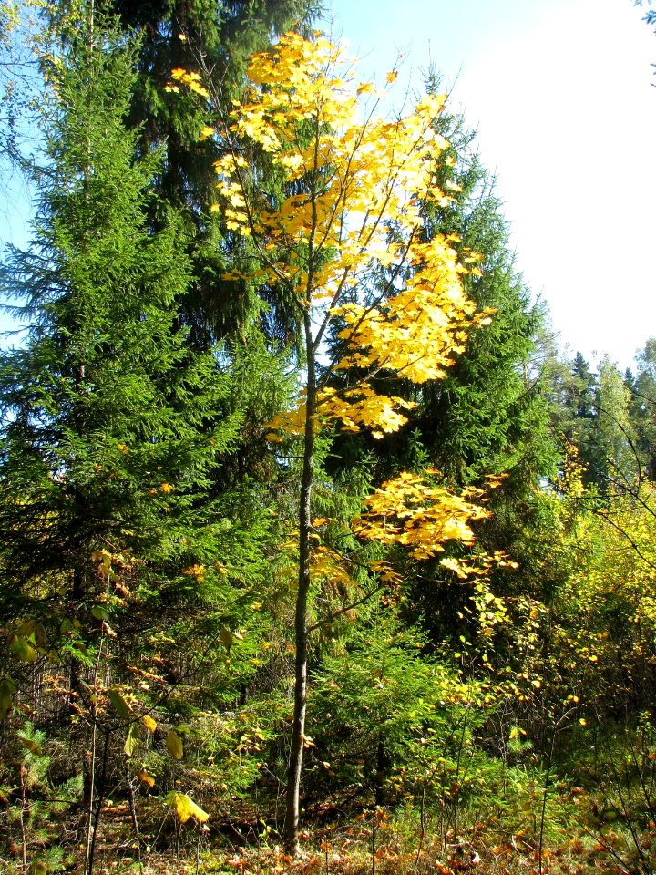 Acer platanoides 7119