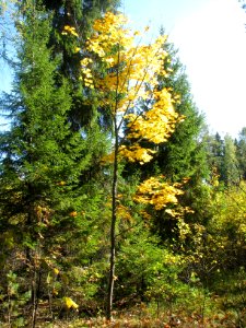 Acer platanoides 7119