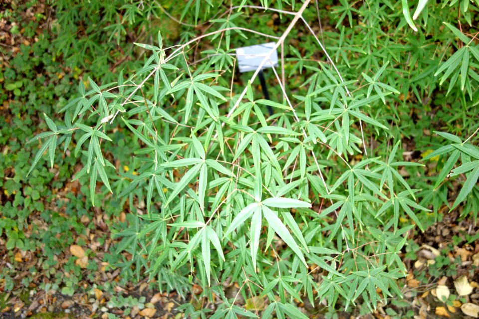 Acer pentaphyllum - Quarryhill Botanical Garden - DSC03224
