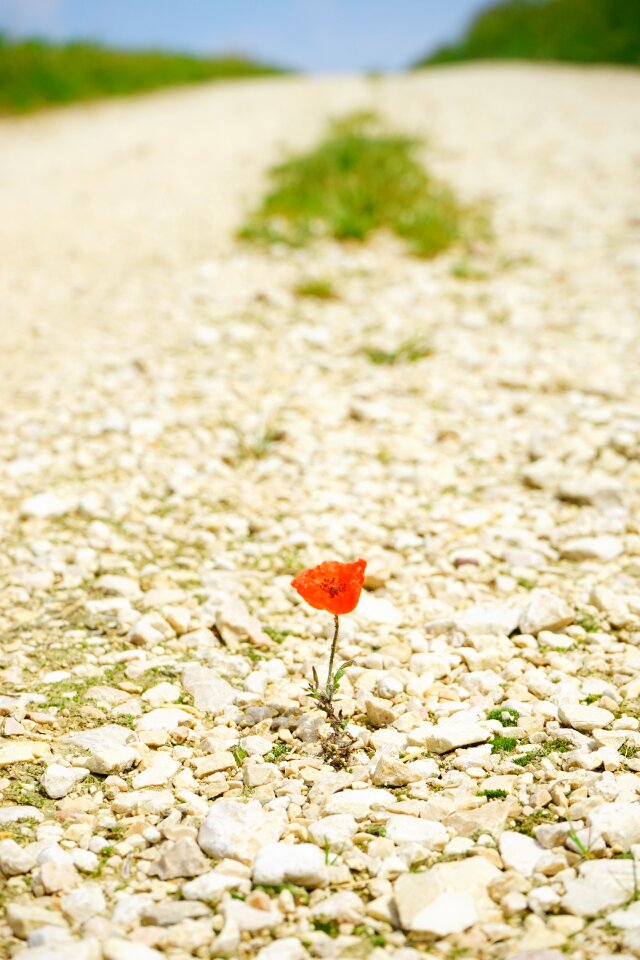 Wide poppy flower