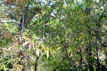 Acer pentaphyllum - Quarryhill Botanical Garden - DSC03220